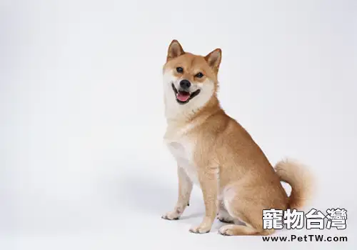 為狗狗檢查的基本方法