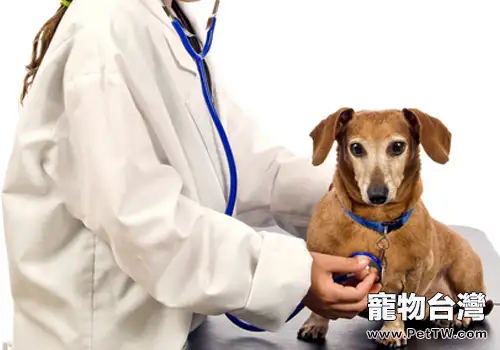 為狗狗檢查的基本方法