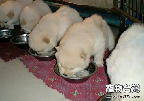 餵食幼犬干狗糧有哪些影響