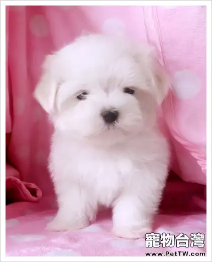 馬爾濟斯犬飼養管理基礎(1圖)-寵物台灣