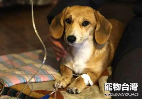 如何護理剖腹產後的母犬