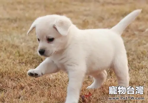 狗狗皮膚的狀態能說明什麼問題