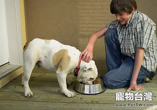 城市狗狗易發生哪些問題