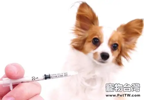 城市狗狗易發生哪些問題