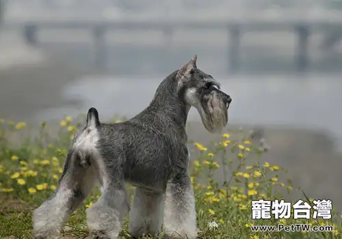 城市狗狗易發生哪些問題