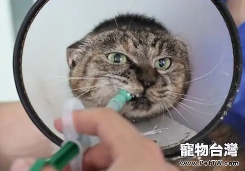 【醫療攻略】貓狗經口給藥方法