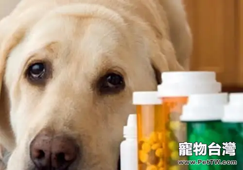 【醫療攻略】貓狗經口給藥方法