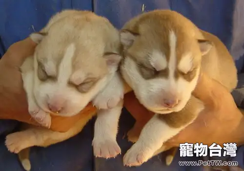 新生幼犬有哪些常見病(共2張圖片)-寵物台灣