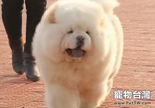 如何安排松獅犬每日鍛煉(共2張圖片)-寵物台灣