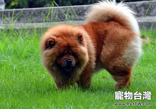 如何安排松獅犬每日鍛煉 如何安排松獅犬每日鍛煉