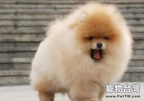 博美 犬(松鼠狗)的基本訓練(共2張圖片)-寵物台灣