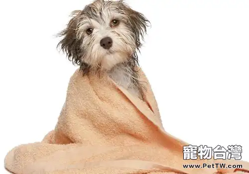 對狗狗被毛有益及有害的一些做法