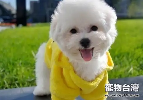 狗狗能否將叫聲與體型相匹配 狗狗能否將叫聲與體型相匹配