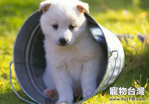 狗狗能否將叫聲與體型相匹配(共2張圖片)-寵物台灣