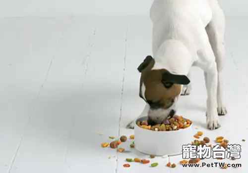 怎樣安全地給狗狗換狗糧（共2張圖片）-寵物台灣