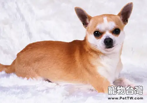 如何判斷犬偽狂犬病