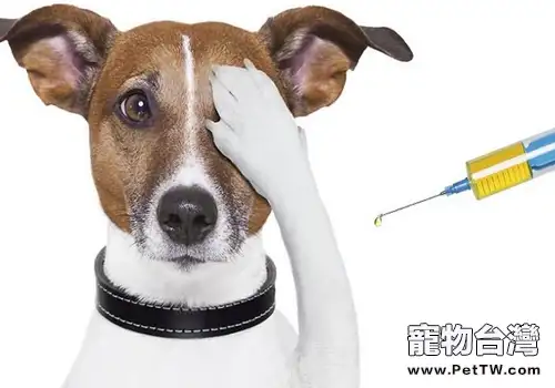 【醫療攻略】如何為狗狗進行皮下注射