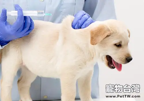 【醫療攻略】如何為狗狗進行皮下注射(共2張圖片)-寵物台灣