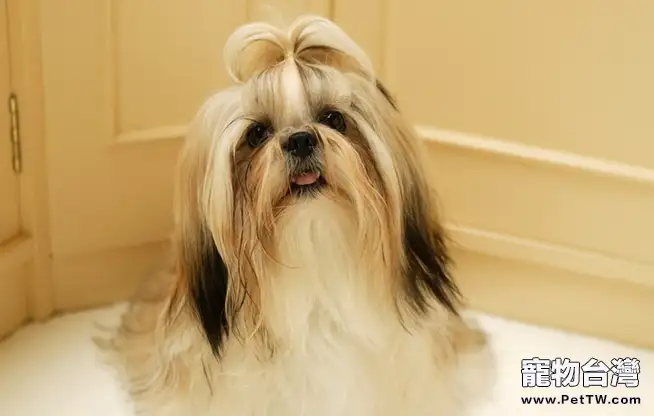 分辨純種西施犬的特徵(1圖)-寵物台灣