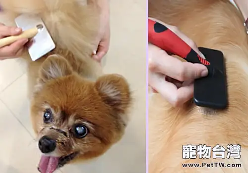 狗狗使用針梳需要注意什麼