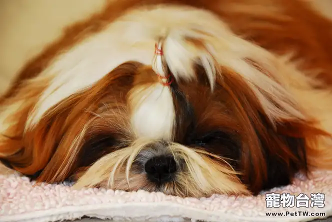 西施犬的繁殖知識(1圖)-寵物台灣