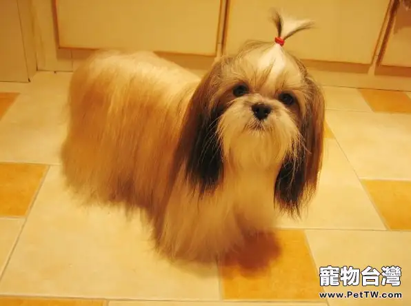 西施犬的訓練知識(1圖)-寵物台灣