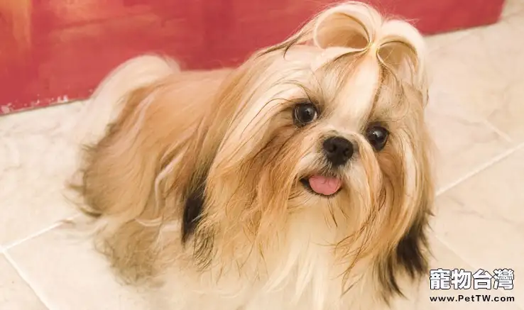 西施犬的美容知識(1圖)-寵物台灣