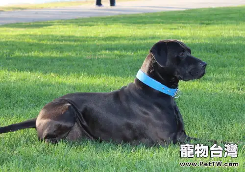 應激對警犬訓練的影響