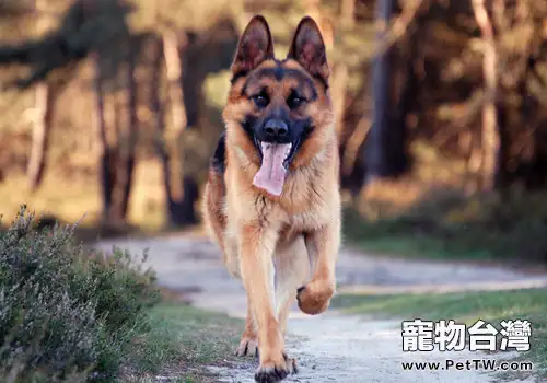 應激對警犬訓練的影響