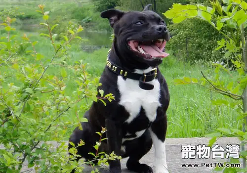 最兇猛的狗狗比特犬有哪些特點(共2張圖片)-寵物台灣