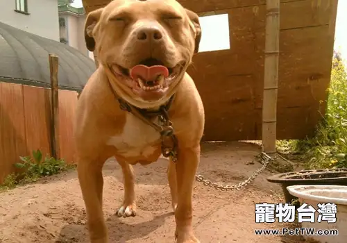 最兇猛的狗狗比特犬有哪些特點