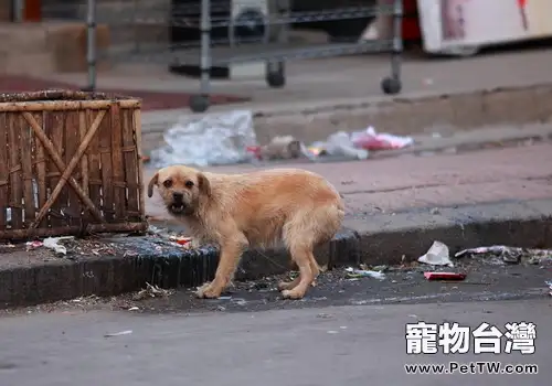 對於虐狗行為該如何控制