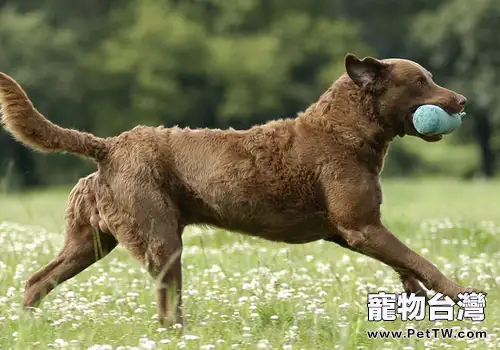 帶狗狗外出一定要管好嘴