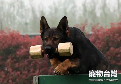 如何防止狗狗興奮過度(共2張圖片)-寵物台灣