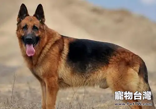 影響狗狗訓練效果的因素有哪些(共2張圖片)-寵物台灣