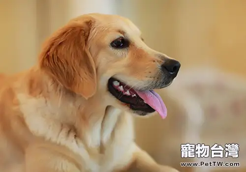 犬發情時排卵有何特點