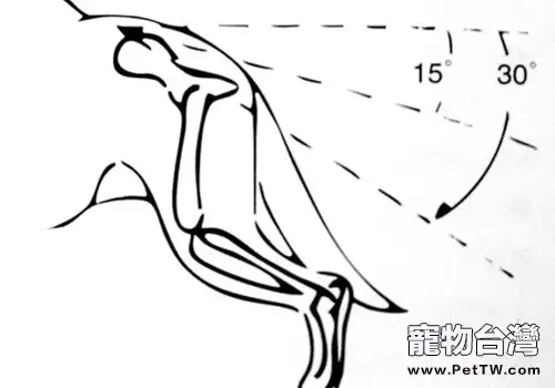 德牧出色的後軀是怎樣的