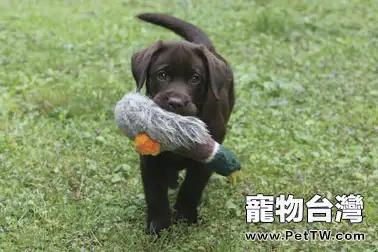 一些選擇適合訓練的幼犬項目