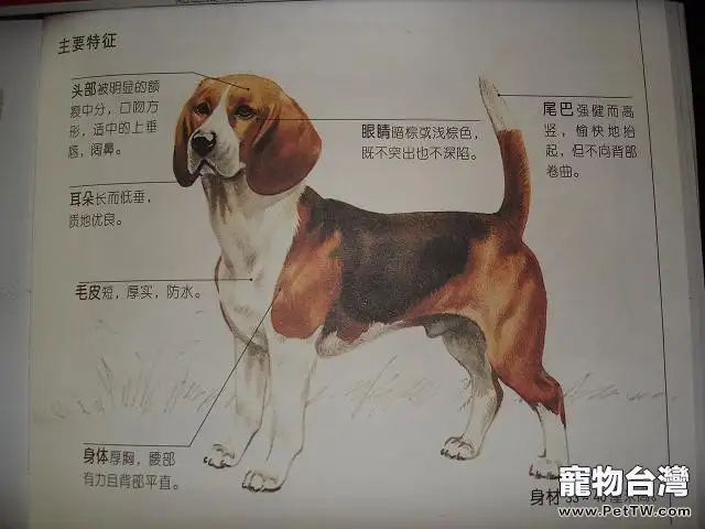 小獵犬的養育條件