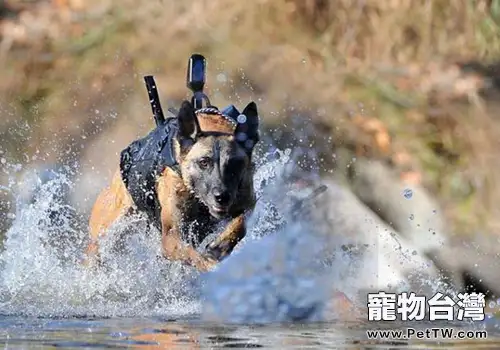 軍犬德牧訓練的基礎