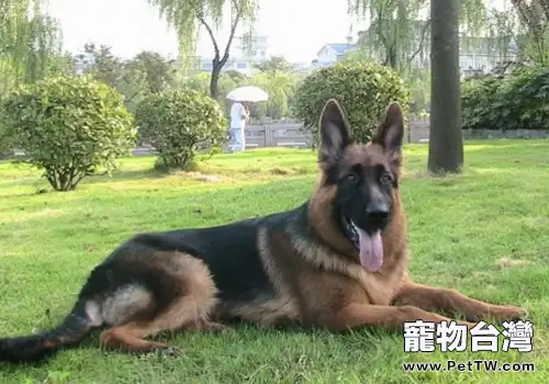 如何訓練德牧的依賴性(1圖)-寵物台灣
