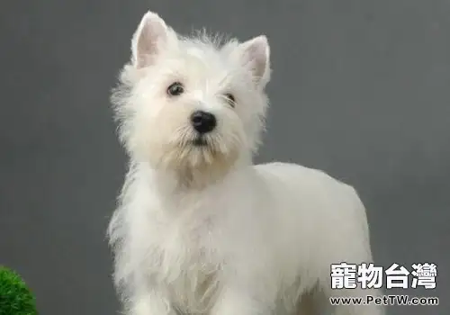 如何處理狗狗吃便便的問題(共2張圖片)-寵物台灣