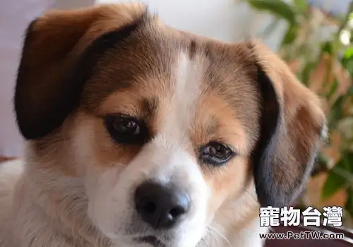 如何處理犬因優越感而出現的攻擊行為