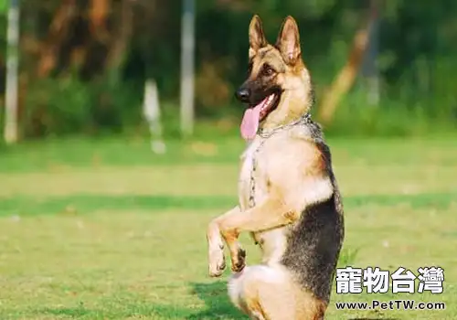 訓狗怎樣的獎勵方式比較好(1圖)-寵物台灣