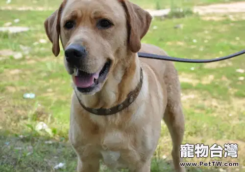 怎樣糾正狗狗的爆沖行為(共2張圖片)-寵物台灣