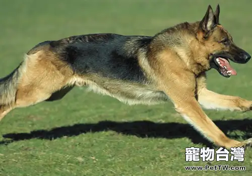 怎樣預防德牧肥胖問題
