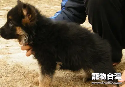 怎樣預防德牧肥胖問題