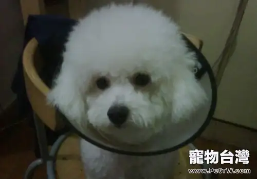 如何護理病犬