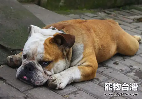 如何護理病犬