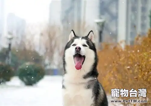 如何做好哈士奇懷孕前後的管理工作